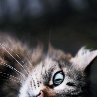 кошка Катя :: Ira Oleynik