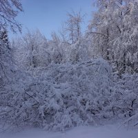 Снежный февраль :: Ольга 