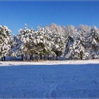 В гостях у снежной сказки :: Denis Aksenov