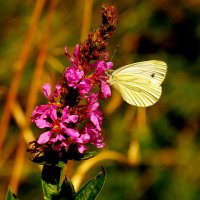 Капустница Pieris brassicae (Linnaeus, 1758)1 :: Александр Прокудин