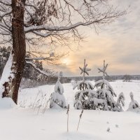 *** :: Николай Андреев