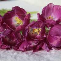 Тюльпаны  на снегу :: Mariya laimite