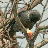 Сейчас съесть или на ужин оставить ? :: Анатолий. Chesnavik.