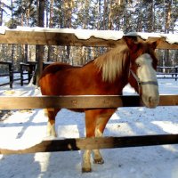 Голубоглазая . :: Мила Бовкун