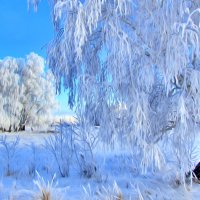 Берёзы в инее :: Владимир 