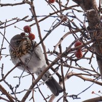 Дрозд рябинник... :: Ксения 