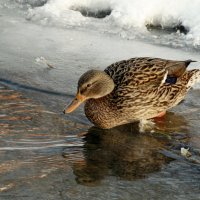 Нырнуть не нырнуть ? Вот в чём вопрос ... :: Анатолий. Chesnavik.