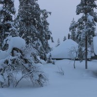 Глубоко в снегах :: Ольга 