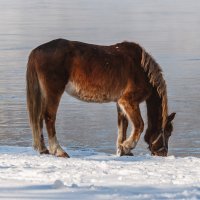 На водопое :: Анатолий Соляненко