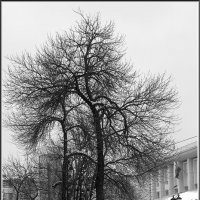Зимние деревья. :: Михаил Розенберг