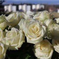 Розы на балконе :: Mariya laimite