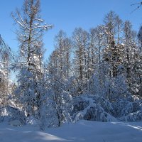 Зимний лес :: Валюша Черкасова