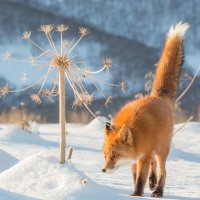 Хитрый взгляд :: Денис Будьков