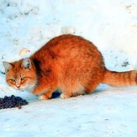 С такой тоской в глазах... :: Татьяна Помогалова