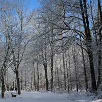 Прогулка  в зимнем лесу :: Mariya laimite