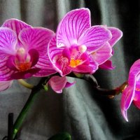 Карликовая орхидея :: Сергей Карачин