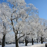 Февральский денек :: Наталия П