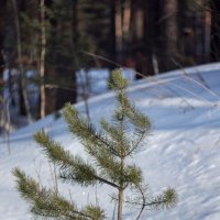 Проба. :: Вадим Басов