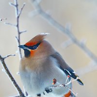 Свиристель. :: Виктор Шпаков