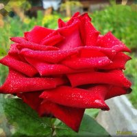 Цвет любви :: Лидия (naum.lidiya)