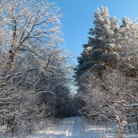 И манит в чащу нас лыжня лесная.. :: Андрей Заломленков