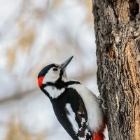 Профилактический осмотр. :: Виктор Иванович Чернюк