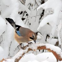 Сойка. :: Hаталья Беклова