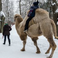 Корабль пустыни сбился с курса и превратился в ледокол :: VL 