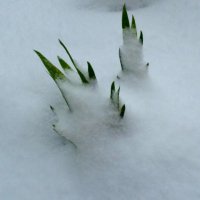 НЕ БЫЛО ЭТОЙ ЗИМОЙ В КРЫМУ СНЕГА... НО ВОТ ПРИШЁЛ МАРТ.... :: ДЖУЛИЯ ДЖУЛИЯ