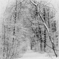 « Зимний лес в объятьях тишины Задремал, укутав ветки снегом….» :: Андрей Нибылица