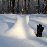 И бросил я перчатку чудищу лесному..:) :: Андрей Заломленков