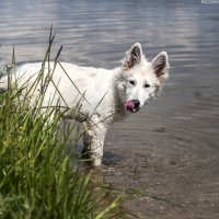 Лила :: Ольга Милованова