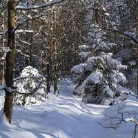 В зимнем лесу :: Маргарита Батырева