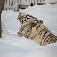 Бенгальский тигр :: Владимир Шадрин