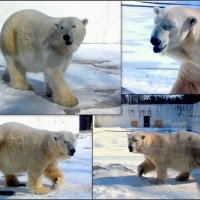 Медведь Якут в ростовском зоопарке (за стеклом) :: Нина Бутко