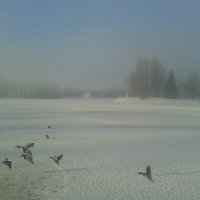Зимний туман :: Сапсан 