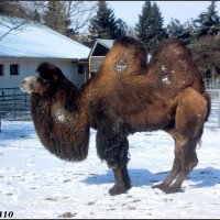 Верблюд в ростовском зоопарке :: Нина Бутко