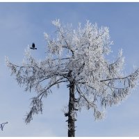 "Зимний одуванчик". :: Марина Никулина