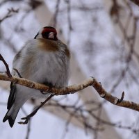 Щегол... :: Ксения 