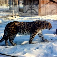 Леопард в ростовском зоопарке... (за стеклом) :: Нина Бутко