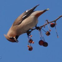 Свиристелька :: kolyeretka 