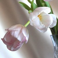 Ах, эти первые тюльпаны! Как я люблю их нежный цвет! Туманно-розовый, обманный, Как ранний, призрачн :: Ольга Акимова