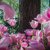 Фестиваль тюльпанов :: Лейла Новикова