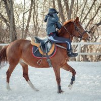 лихой наездник :: Елена Логачева