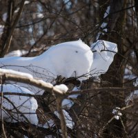 Снежная чупакабра передает привет. :: Владимир Безбородов