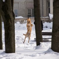 "...ну, как же мне тебя достать?!" :: Владимир Безбородов