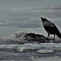 на свежем воздухе.. :: юрий иванов