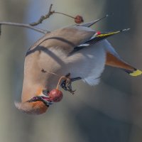 Свиристель. :: Николай Охотник