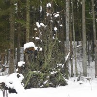 зри в корень... :: Михаил Жуковский