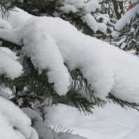 Снег :: Вера Щукина